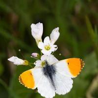 Orange Tip male 3 